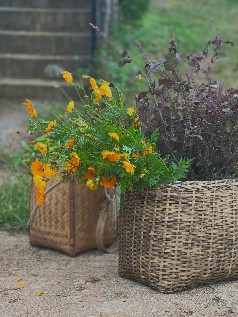 Vuon Tren May - Skyline Farm & Homestay Moc Chau Ngoại thất bức ảnh